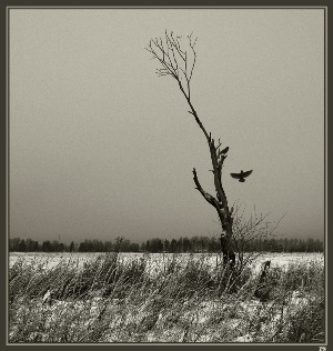 (300x316, 36Kb)