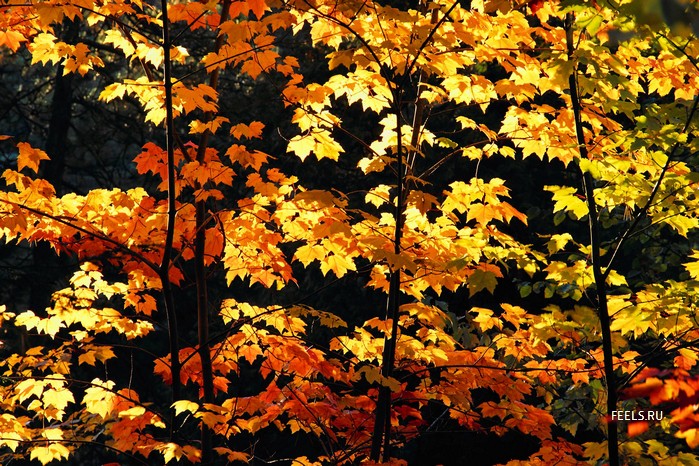 14 (699x466, 172Kb)