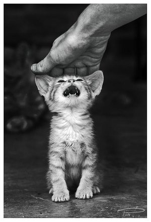 1220548473_Cranky_Kitty_by_Photo_Cap (300x442, 24Kb)