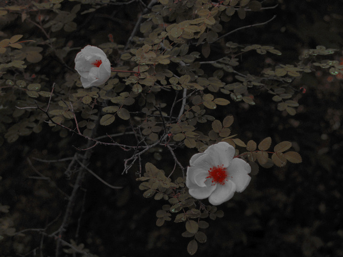  (700x525, 93Kb)