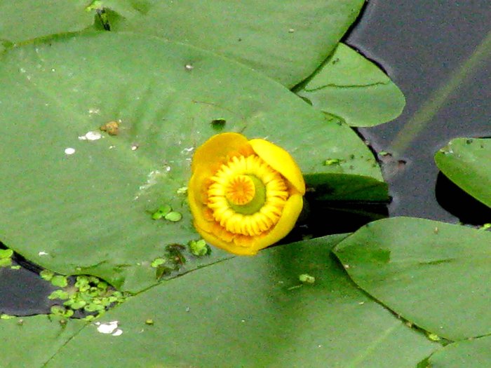 IMG_0087 (700x525, 75Kb)