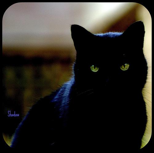  (500x496, 19Kb)