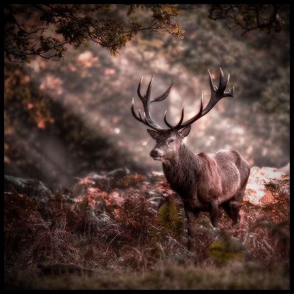  (600x600, 129Kb)