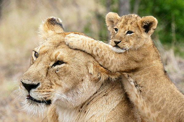 animals_in_love_lions2 (600x400, 79Kb)