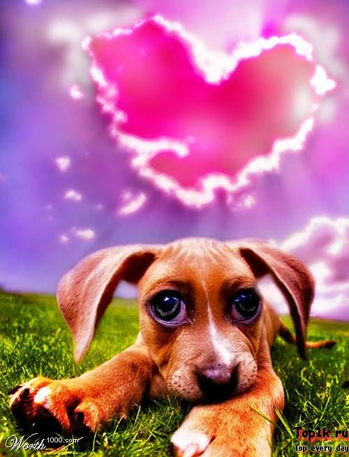 Пес любовный аромат. Собаки любовь картинки. Раскраски для девочек милые собачки щенки.