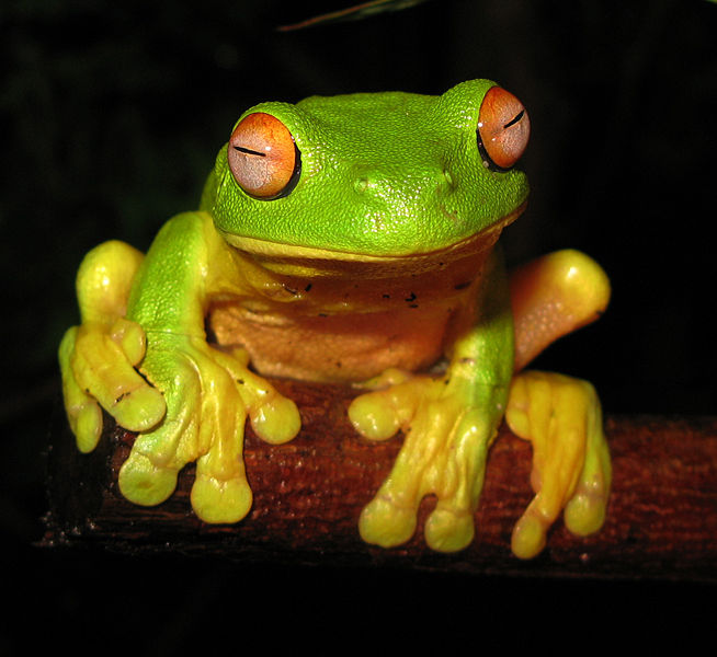 654px-Red-eyed_Tree_Frog_-_Litoria_chloris_edit1 (654x600, 65Kb)