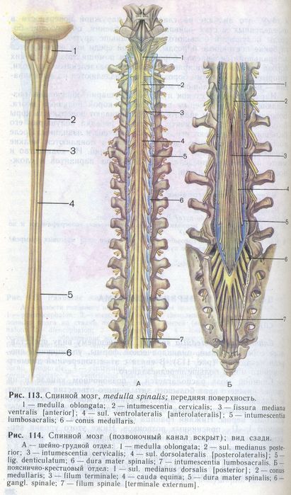 Рассмотрите рисунок 77 найдите спинномозговой канал центральный