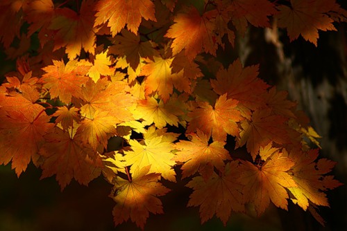 1224149207_0_1ccea_d94176f7_L (500x334, 48Kb)