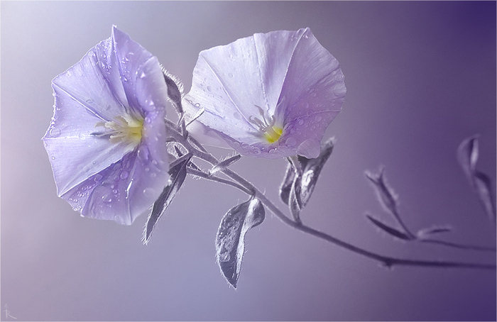 (700x454, 128Kb)