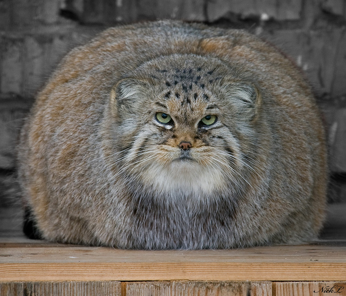  (700x600, 268Kb)