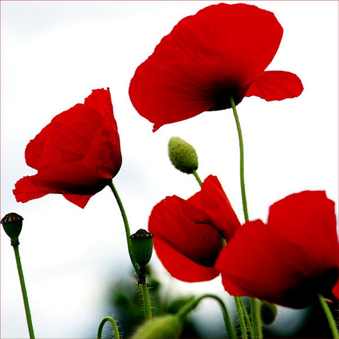  (680x680, 72Kb)
