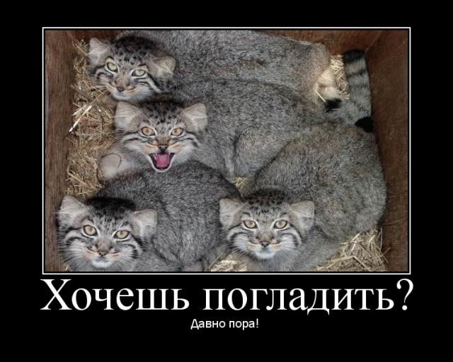 http://img0.liveinternet.ru/images/attach/c/0/34/464/34464676_20010.jpg