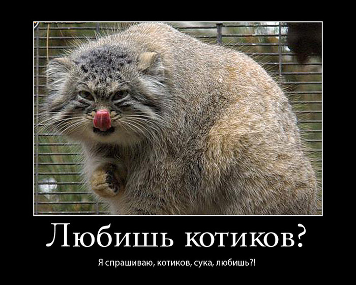 http://img0.liveinternet.ru/images/attach/c/0/34/623/34623904_lyubish_kotikov.jpg