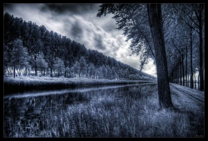 Forest_of_forgets_by_zardo (700x474, 99Kb)