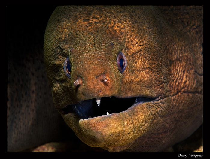  (699x530, 163Kb)