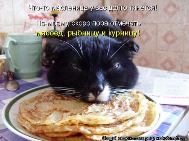 Приколы с котами картинки ржачные