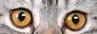  (97x34, 1Kb)