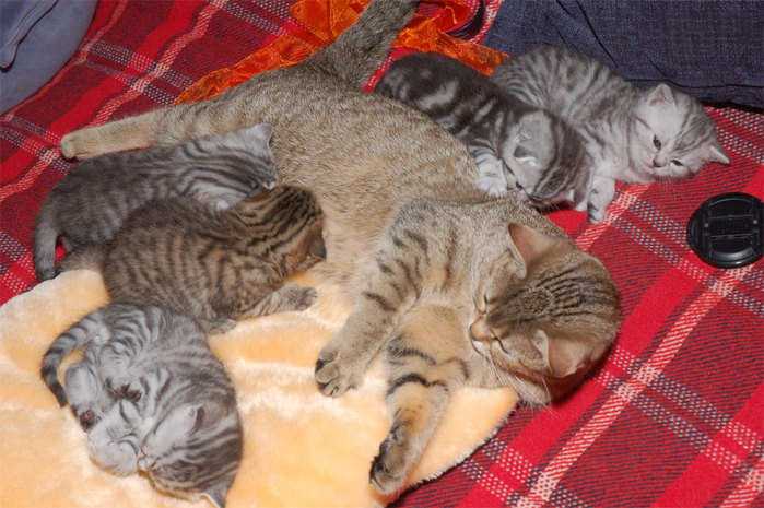 DSC_6583 (699x465, 116Kb)