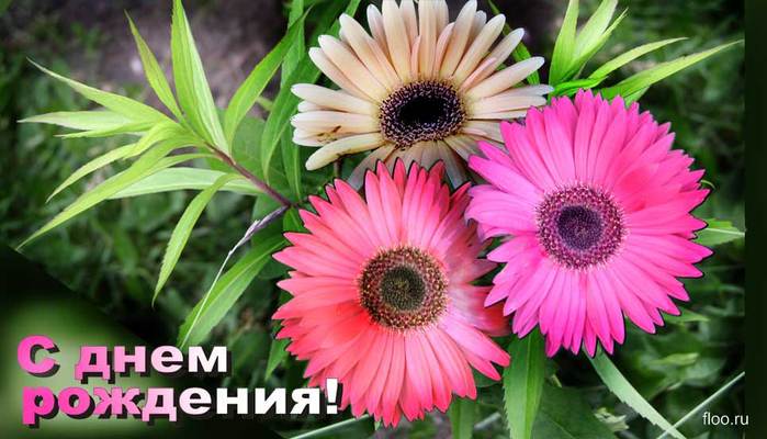 http://img0.liveinternet.ru/images/attach/c/0/36/334/36334677_S_Dnm_rozhdeniya.jpg