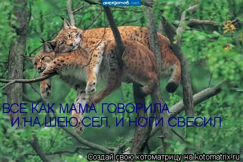 http://img0.liveinternet.ru/images/attach/c/0/36/545/36545165_kotomatr_4.jpg