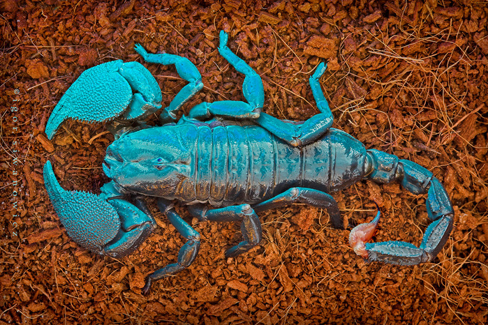 turquoise scorpion