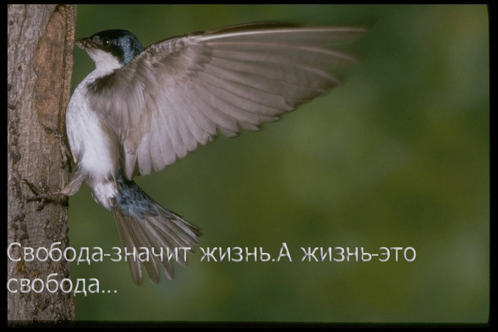 36638479_163040 (699x466, 200Kb)