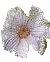 ffflot1 (50x62, 3Kb)