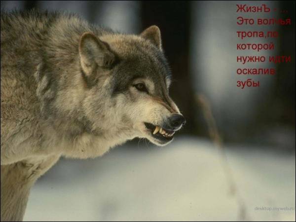  (600x450, 27Kb)