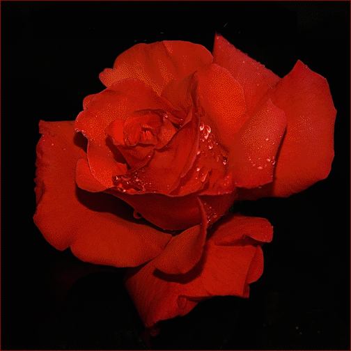 31492552_27957679_20kxjzb (504x504, 461Kb)