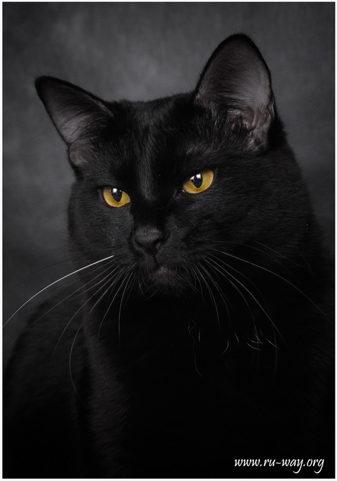 Черный мудрый. Взрослый кот с мудрыми глазами. Фото кото черный серые. Умный кот фото картинки.