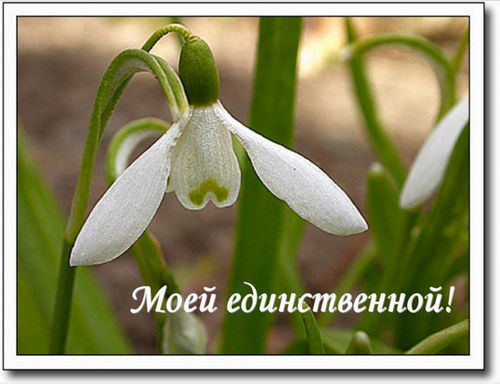  (500x384, 60Kb)