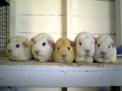 1151060407_guinea_pigs_02 (500x375, 30Kb)