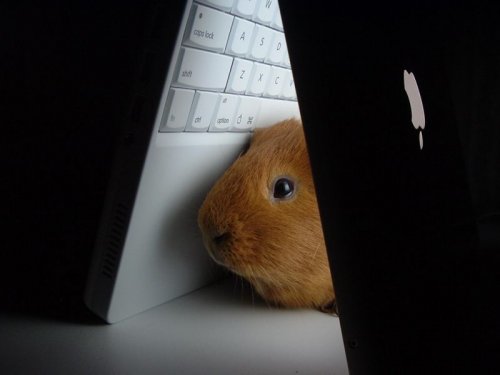  (500x375, 16Kb)