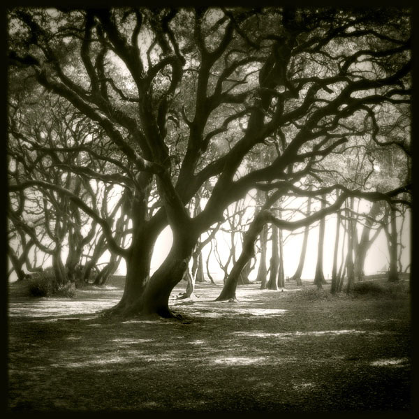  (600x600, 101Kb)