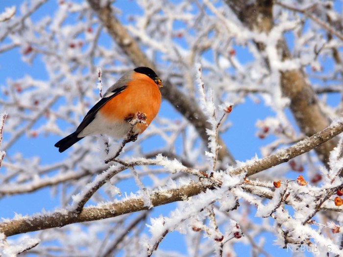 Птички зимой картинки - 71 фото
