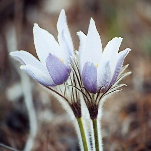  (300x300, 29Kb)