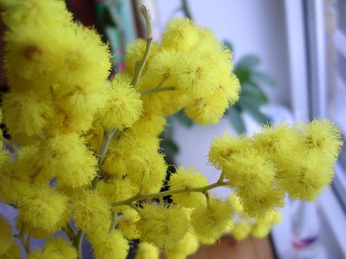 Mimoza-web (500x375, 27Kb)
