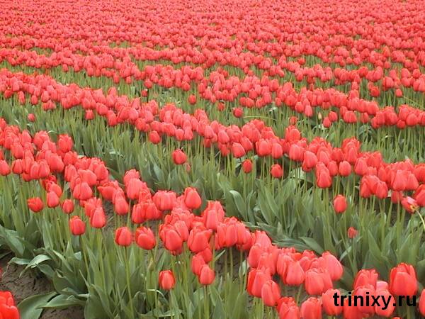 tulpany_05 (600x450, 84Kb)