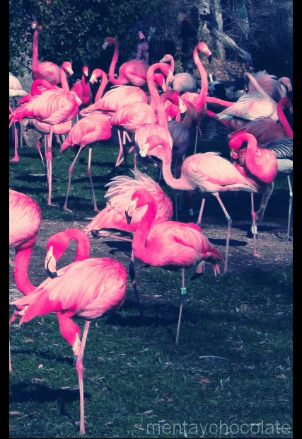 19618125_flamingos_by_mentaychocolate (427x620, 275Kb)