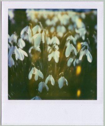 Spring_Flowers_by_anti_pixel (336x402, 20Kb)