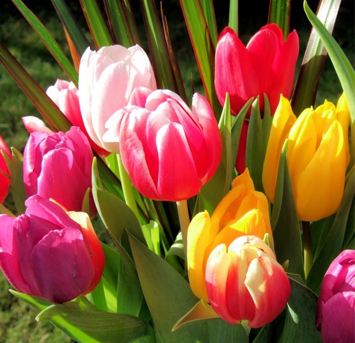 http://img0.liveinternet.ru/images/attach/c/0/40/690/40690112_Tulips_part_3_10.jpg