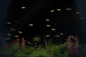  (360x240, 95Kb)