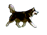doggy_97 (160x120, 22Kb)