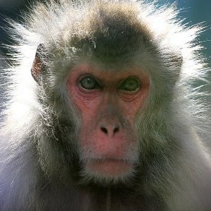  (300x300, 26Kb)