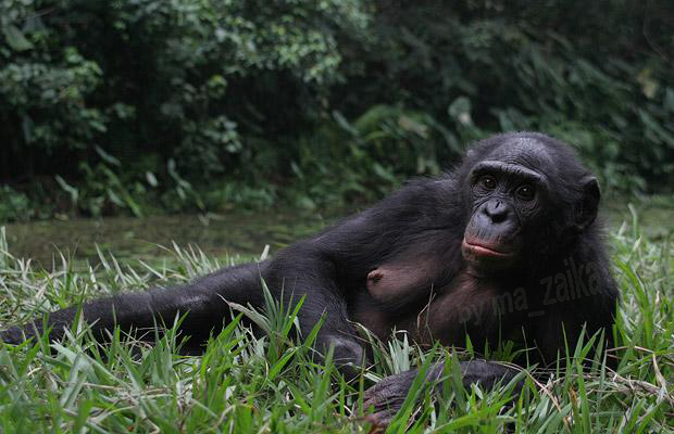 Проживание в живописном святилище Лола я Bonobo означает рай для бонобос. 