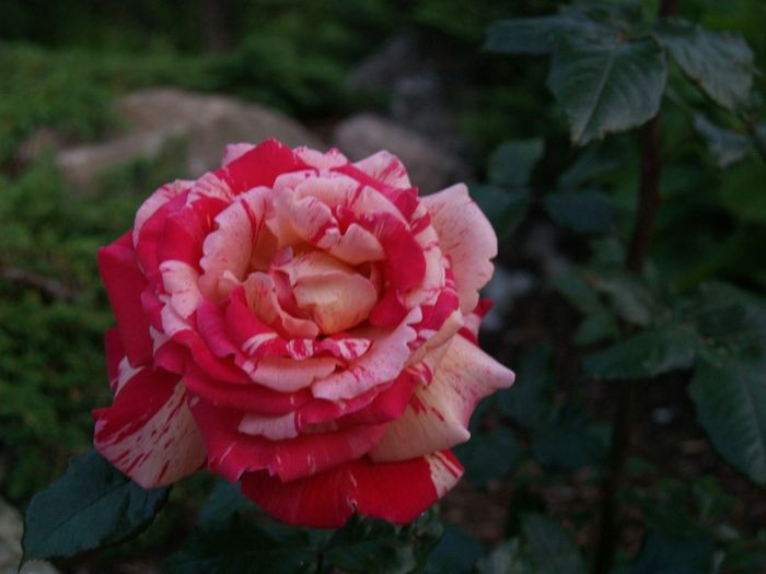 Роза ливерпуль фото и описание