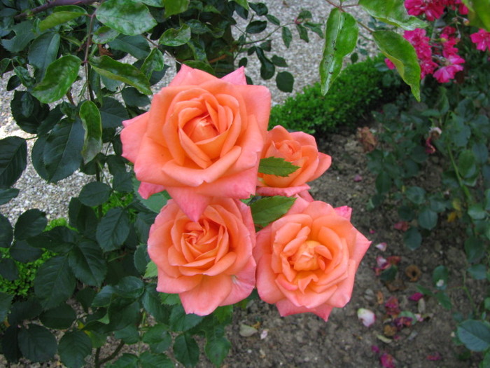 Роза сильвер лейс фото
