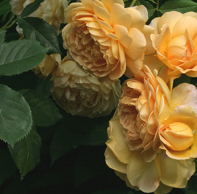 Роза золотая свадьба фото и описание