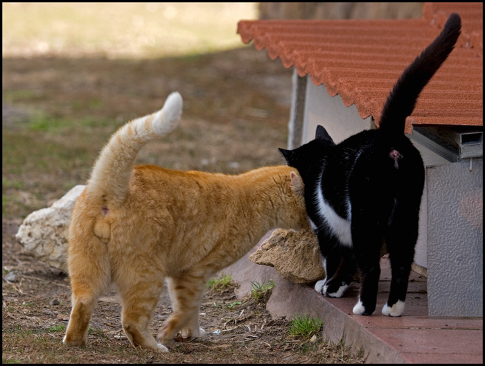 Звуки гуляющих котов. Кошка гуляет. Коты гуляют. Кот на прогулке. Два кота гуляют.