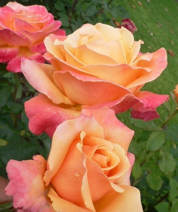 Роза карамельная мечта фото и описание